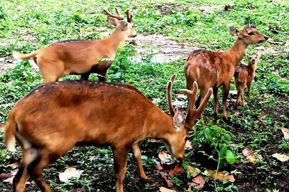 নাত্রিণী হরিণ