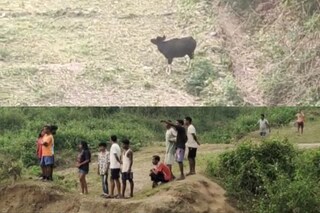বাইসন