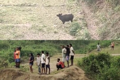 বাইসন