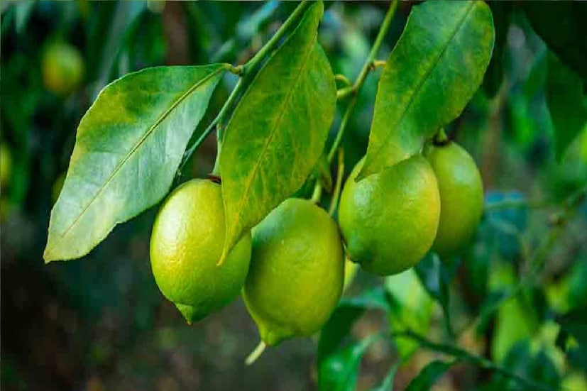 *পাতি লেবুর স্বাদ বৃদ্ধির ভূমিকা যেমন রয়েছে তেমনি রয়েছে বিশেষ খাদ্যগুণ। পাতি লেবুর দ্বারায় পাবেন অনেক উপকার। বিশেষ করে পাতি লেবুকে ভিটামিন -এর ভাণ্ডার বলা হয়ে থাকে। প্রচন্ড গরমে ঠান্ডা এক গ্লাস লেবুর সরবতই মূহুর্তের মধ্যে ক্লান্তি দূর করে। ফাইল ছবি।
