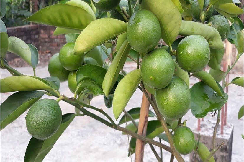 *গবেষণায় দেখা গিয়েছে যে লেবুর জল পানের যথেষ্ট স্বাস্থ্যগত উপকারিতা রয়েছে। তা ছাড়া জলে লেবু মিশিয়ে খাওয়ায়, সারাদিন সঠিক মাত্রায় শরীরে জলের জোগান ঘটে। লেবু শরীরকে সারাদিন হাইড্রেটেড রাখতে সহায়তা করে। শরীর হাইড্রেটেড থাকা স্বাস্থ্যের পক্ষে খুবই উপকার। তাই শরীরের জন্য লেবুর রসের ভূমিকা খুবই গুরুত্বপূর্ণ। ফাইল ছবি।