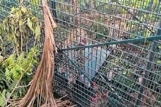 লোকালয় থেকে উদ্ধার হল একটি লেপার্ড