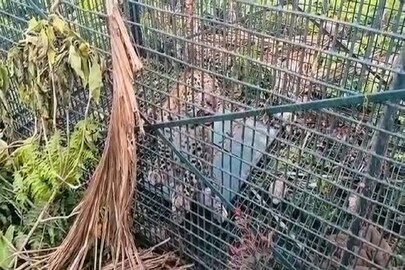 লোকালয় থেকে উদ্ধার হল একটি লেপার্ড