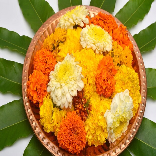 জৈব সার ব্যবহার: গাঁদা ফুল চাষে রাসায়নিক সারের পরিবর্তে জৈব সার ব্যবহার করেন যমুনালাল মীনা। এই সার ব্যবহার করলে ফসলের উৎপাদন বাড়ে। তবে আরও বেশি উৎপাদনের জন্য অধিকাংশ কৃষক রাসায়নিক সার ব্যবহার করেন। কিন্তু এর কুপ্রভাব আছে। ফসল বিষাক্ত হওয়ার পাশাপাশি মাটির উর্বরতা কমে যায়। গাঁদা ফুল শুধু পুজো, বিবাহ বা উৎসবে নয়, ওষুধ তৈরিতেও ব্যবহৃত হয়। আসলে গাঁদা ফুলের পাতায় রয়েছে ঔষধিগুণ। সেটাকেই কাজে লাগায় ওষুধ এবং তেল কোম্পানিগুলো। তাই সারা বছরই চাহিদা থাকে। একথা মাথায় রাখেই গত ২ বছর ধরে জৈব সার ব্যবহার করেই গাঁদা ফুলের চাষ করছেন যমুনালাল মীনার মতো ভরতপুরের অনেক কৃষকই। তাঁরা নিজেরাই বলছেন, ‘আমাদের জীবন বদলে গিয়েছে’।