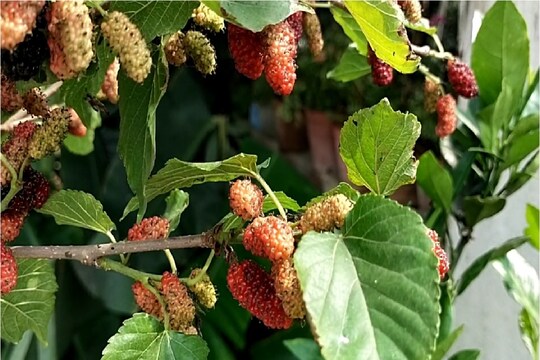 ‘‘শখের
