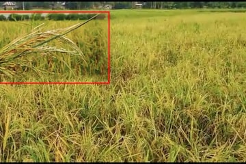 শিলাবৃষ্টির