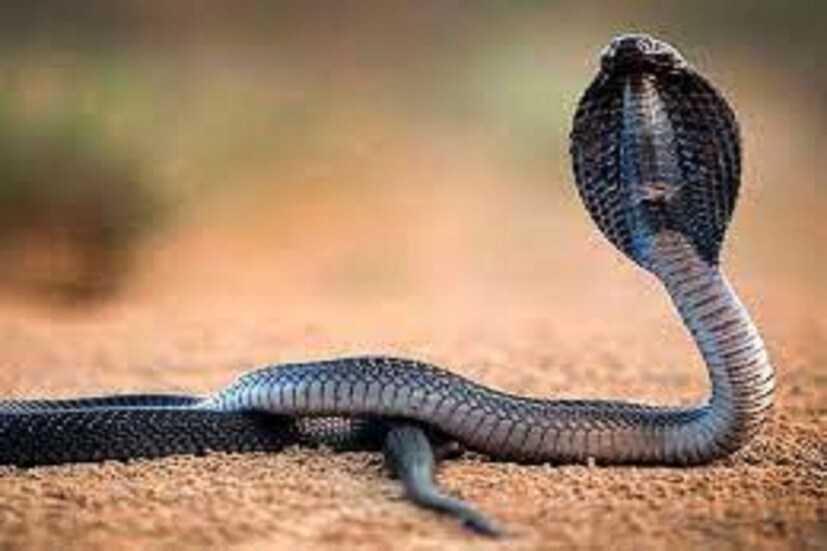 প্রচলিত আছে যাঁর কাছে নাগমণি থাকে তাঁর মধ্যে বহু অলৌকিক শক্তি থাকে ৷ অনেকটা আলাদিনের আশ্চর্য প্রদীপের মতই ৷ তবে নাগমণির সত্যতা নিয়ে নানান ধরনের আলাপ আলোচনা আছে ৷ প্রতীকী ছবি ৷