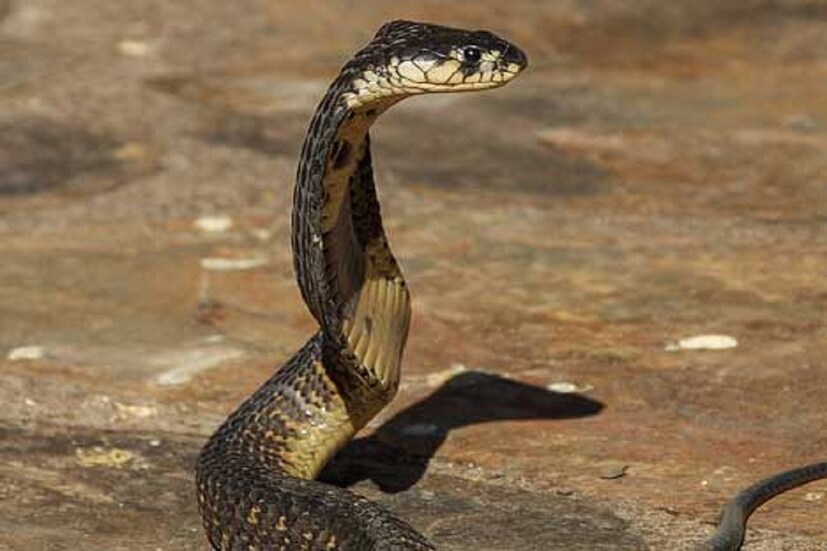 অনেকেই পাঠ্য বইয়ে নাগমণির নানান ঘটনা বা কাহিনি পড়েছেন কিন্তু বাস্তবে নাগমণি দেখেননি ৷ প্রতীকী ছবি ৷