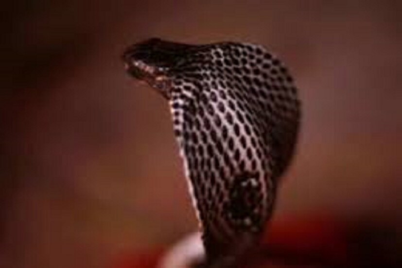 বৈজ্ঞানিকেরা এমনই দাবি করেন এমন কিছু ঘটা বাস্তবে অসম্ভবের সমান ৷ প্রতীকী ছবি ৷