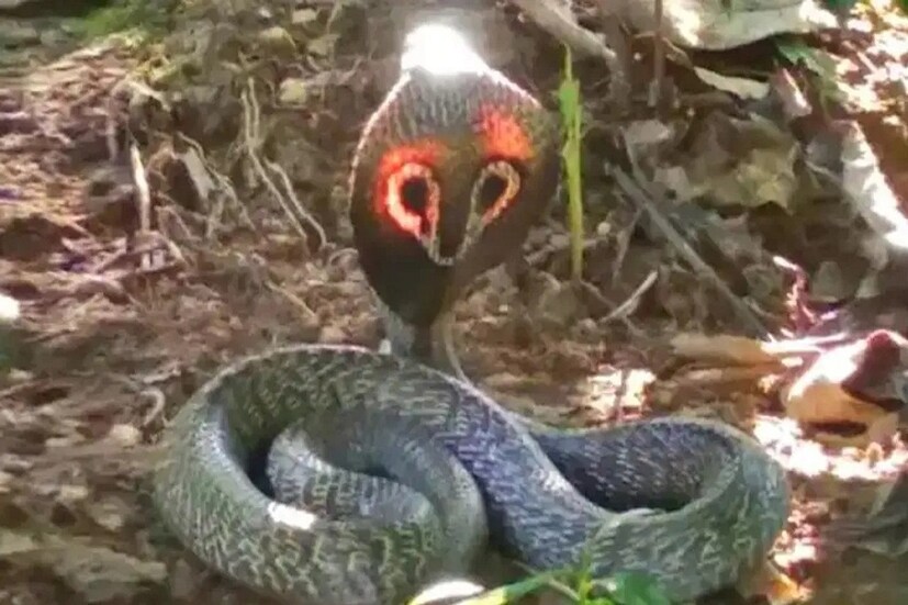 নাগমণি সংক্রান্ত বিষয়টি একটি পৌরাণিক কাহিনি নিউজ ১৮ বাংলা মানতে বাধ্য বা অনুরোধ করেনা নিজের বিচার বুদ্ধি সহযোগে সিদ্ধান্ত নিন ৷ প্রতীকী ছবি ৷