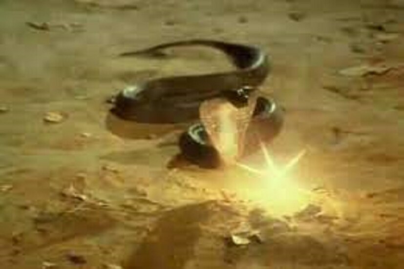 বিগত বেশ কিছুদিন ধরেই সোশ্যাল মিডিয়ায় ভাইরাল হচ্ছে কালো সাপের মাথার মণি ৷ প্রচলিত আছে নাগমণি কেবলমাত্র ইচ্ছাধারী নাগিনের কাছেই থাকে ৷ প্রতীকী ছবি ৷