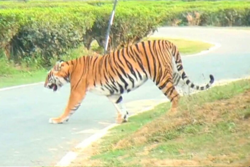 অসমের কাজিরাঙা অভয়ারণ্যে যাওয়ারও দরকার নেই। তার বাইরে চাবাগানে গাছের আড়ালে, গ্রামের পথে চলছে বাঘের দৃপ্ত পদচারণা।