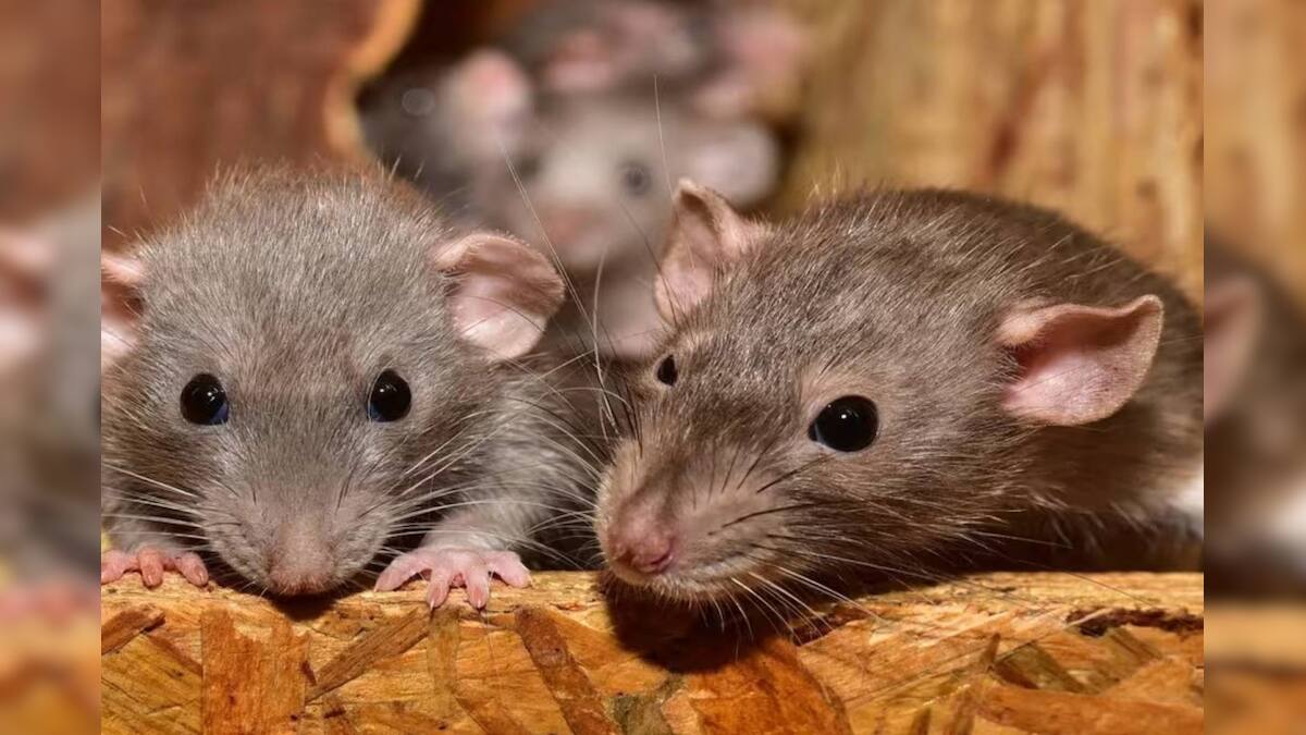 Rat Czar of New York: ফিরে এল হ্যামলিনের বাঁশিওয়ালা! শহর থেকে ইঁদুর ...