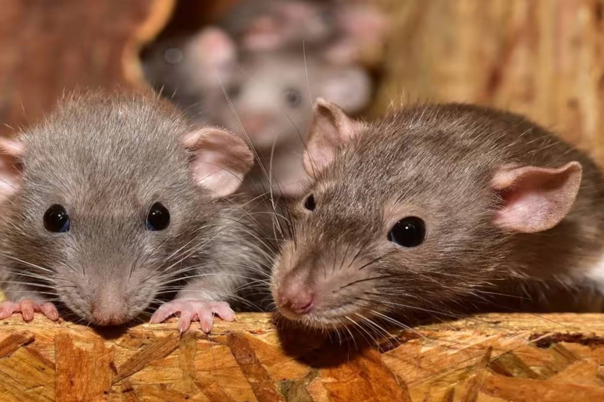 Rat Czar of New York: ফিরে এল হ্যামলিনের বাঁশিওয়ালা! শহর থেকে ইঁদুর ...