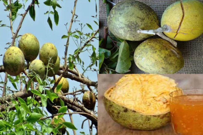 রক্ত পরিষ্কার রেখে রক্ত সঞ্চালন স্বাভাবিক রাখা, টক্সিন দূর করে শরীরে পরিষ্কার রাখা, ছোঁয়াচে রোগের সমস্যা কমানো, ত্বকের জেল্লা ধরে রাখার মতো কাজেও বেল অদ্বিতীয়৷