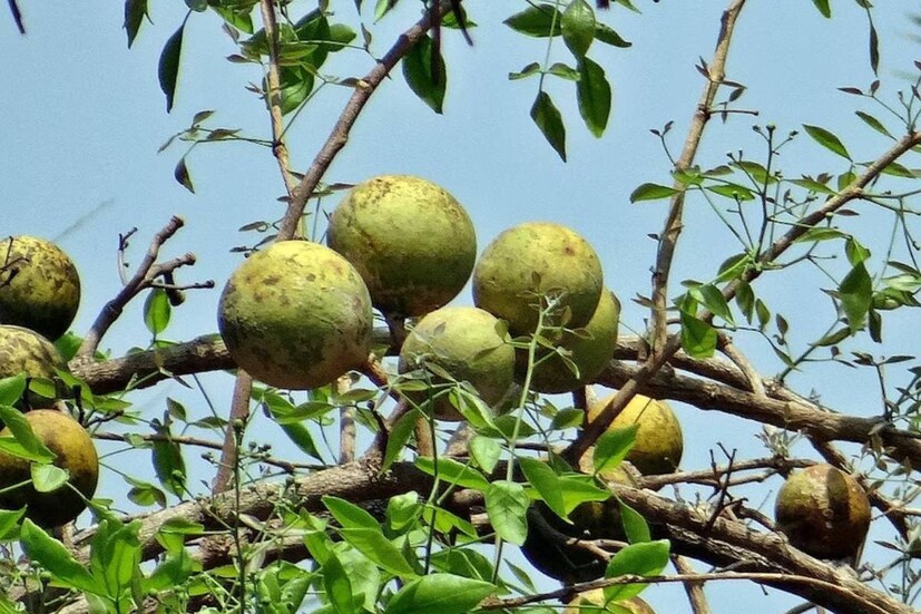Disclaimer: এই প্রতিবেদনটি কেবলমাত্র সাধারণ তথ্যের জন্য, তাই বিস্তারিত জানতে হলে সর্বদা বিশেষজ্ঞের পরামর্শ নিন।