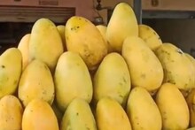 ১২০০ টাকা দাম হলেও বিক্রি দেদার! কী বিশেষত্ব এই সাদা আমে? জেনে নিন আমের মরশুমে
