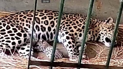 ফাইল ছবি ফাইল ছবি