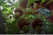 কাজুবাদামের মতো কাঁঠাল দেখতে উপচে পড়েছে ভিড়, কোথায় ফলেছে এই আজব ফল, জানুন