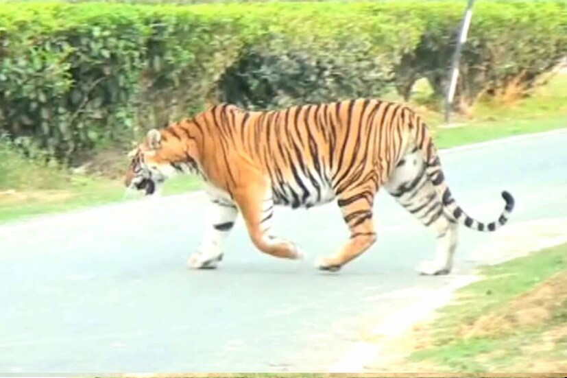 লোকালয়ে বাঘের এই সফরের ছবি ইদানীং প্রায়ই দেখা যাচ্ছে অসমের কালিয়াবর অঞ্চলে।