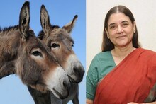 গাধার দুধ মাখলে ত্বক হবে তুলতুলে, শরীরে বাঁধা পড়বে যৌবন, শুনুন মন্ত্রীর টোটকা
