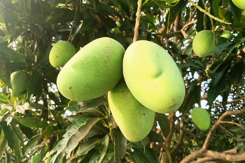 'মিয়াজাকি' আমের বিশেষত্ব 'মিয়াজাকি' আমের গড় ওজন প্রায় ৩৫০ গ্রাম। এতে মিষ্টির পরিমাণ সাধারণ জাতের আমের তুলনায় ১৫% বেশি। এই ফল অ্যান্টিঅক্সিডেন্ট, বিটা ক্যারোটিন এবং ফোলিক অ্যাসিড সমৃদ্ধ।