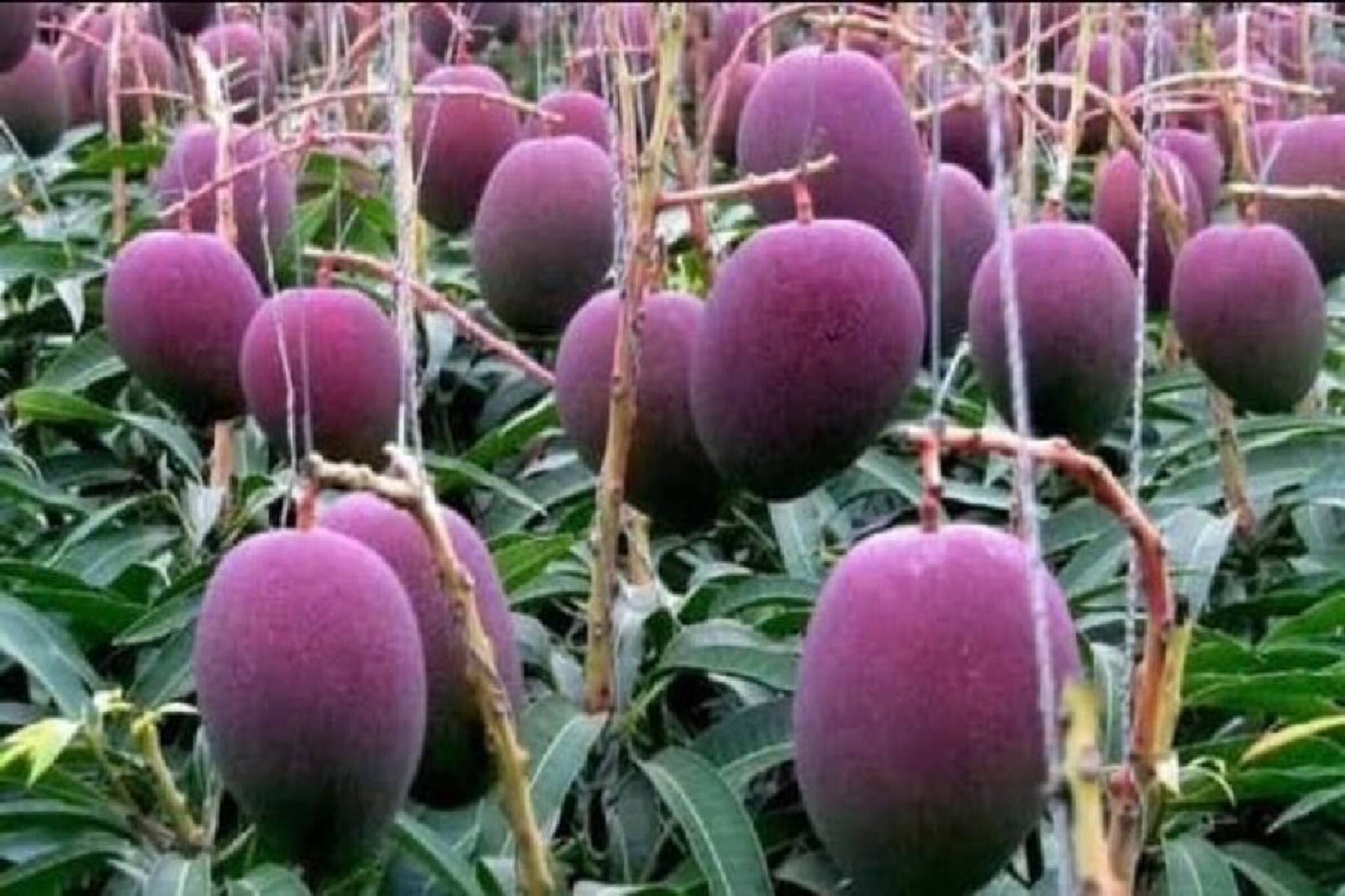 Mango Plantation: এক কিলো আমের দামে কেনা যাবে ৪ ভরি সোনা! বিশ্বের সবচেয়ে দামি আমের নাম, জানেন কি?