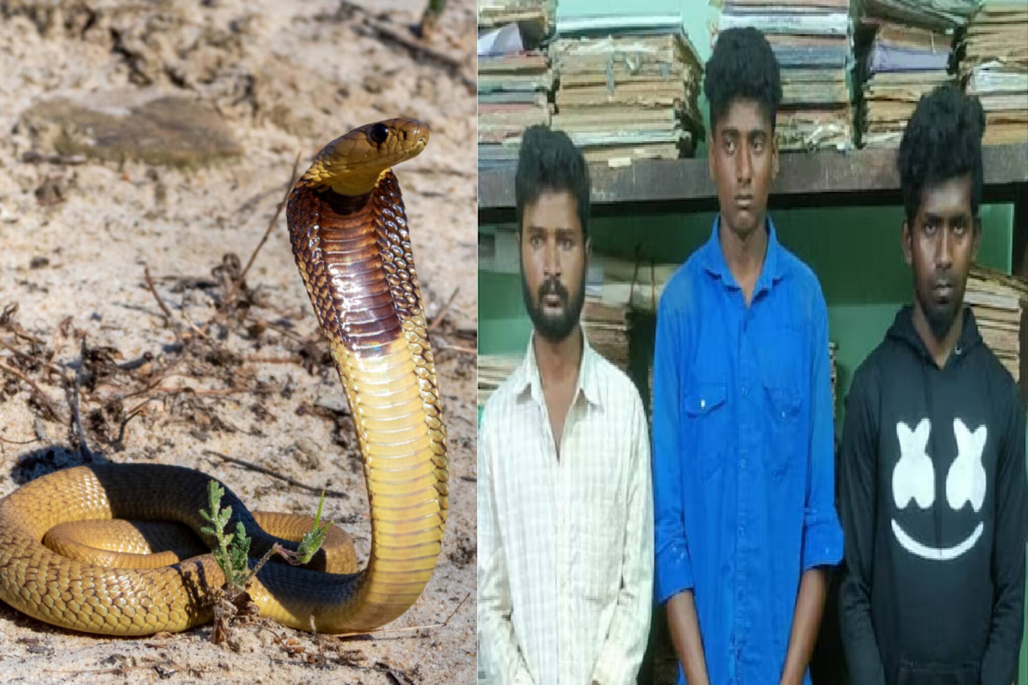 পৈশাচিক কাণ্ড! সাপের থেকে বদলা নিতে সাপকেই কামড়, ভাইরাল ভিডিও