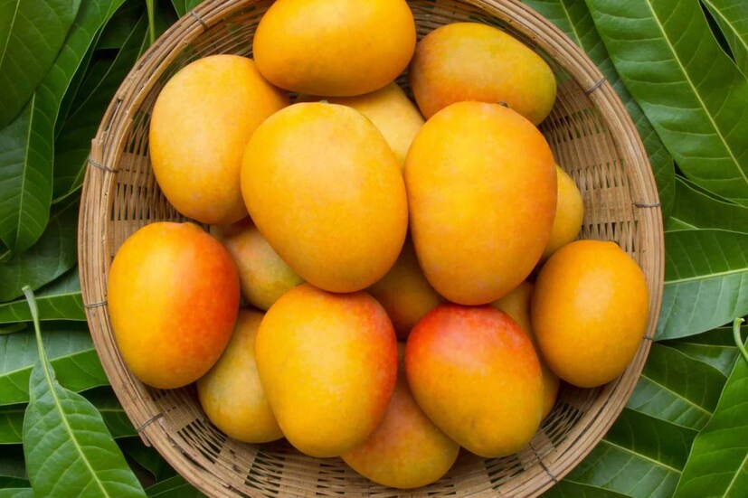 গ্রীষ্মকাল সবথেকে প্রিয় ফল আম। তবে খাওয়ার সময় পরিমাণের দিকে নজর দিতে হবে। তিন বেলায় কিংবা কয়েক ঘণ্টা পর পর একটি করে আম খেলে শরীরের জন্য ভালো। তবে কয়েকটি আম একবারে খেয়ে ফেললে পেট খারাপ হতে পারে।