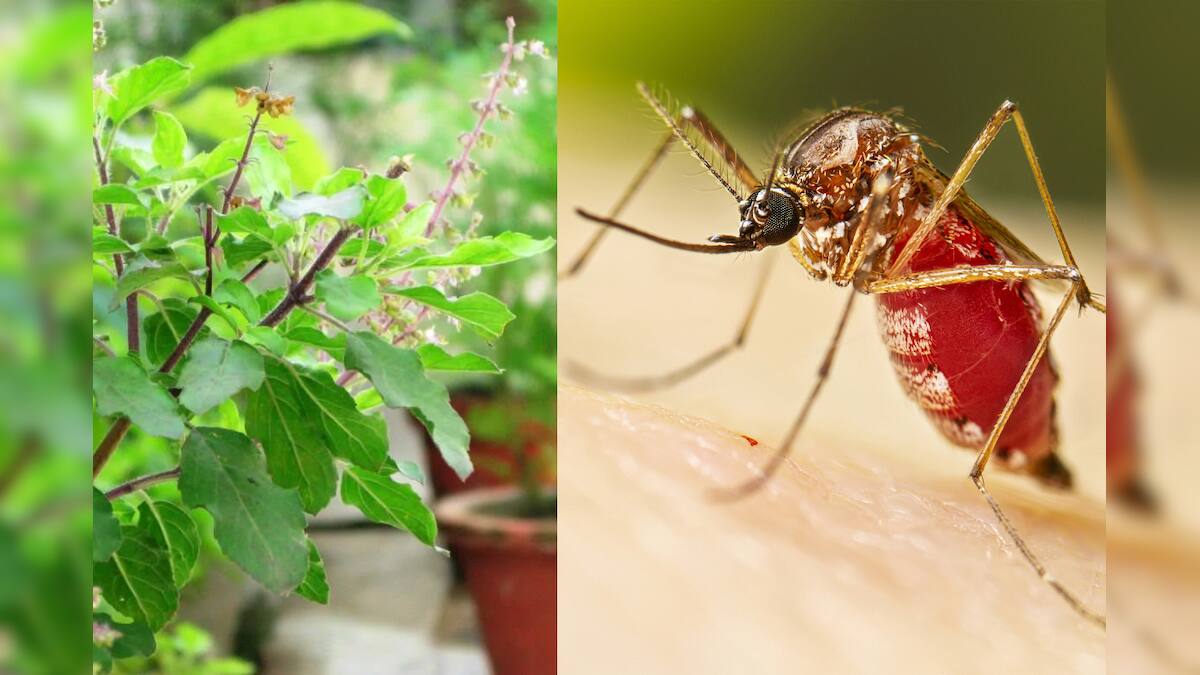 Mosquito‍ Repellent Plants গাছও তাড়াতে পারে মশা! সত্যি.. বাড়িতে