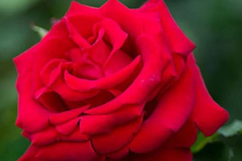 প্রতি শুক্রবার দুজনে একসঙ্গে কিনুন গোলাপ বা সাদা ফুল। সেই ফুল সাজিয়ে রাখুন শোওয়ার ঘরে।