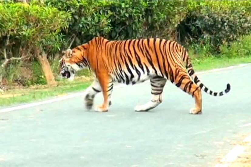 স্থানীয় বাসিন্দাদের মধ্যে আতঙ্ক চরমে পৌঁছলেও এখনও পর্যন্ত মানুষের উপর আক্রমণ করে জঙ্গল থেকে বেরিয়ে আসা বাঘ। তবে গ্রামের গবাদি পশু শিকার করছে। অর্থা‍‍ত এখনও পর্যন্ত মানুষখেকো পর্যায়ে পৌঁছয়নি এই রাজকীয় রয়্যাল বেঙ্গল বাঘ। 