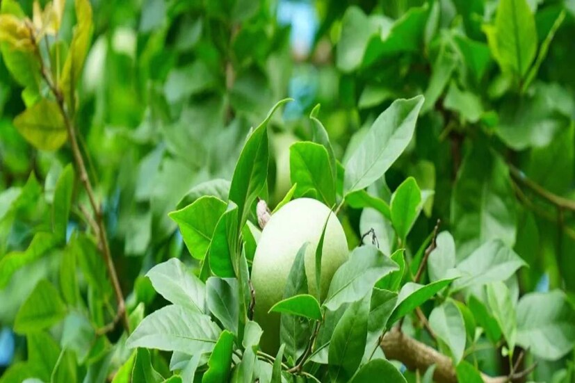 বেলে ভিটামিন এ আছে৷ ফলে চোখের নানা সমস্যায় কার্যকর হয় এই ফল৷ উপশম হয় চোখের বিভিন্ন রোগের৷