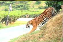 কাঁকড়া ধরতে গিয়ে বাঘের মুখে, সঙ্গীদের সামনেই ঘাড়ে কামড়! টেনে নিল মৎস্যজীবীকে