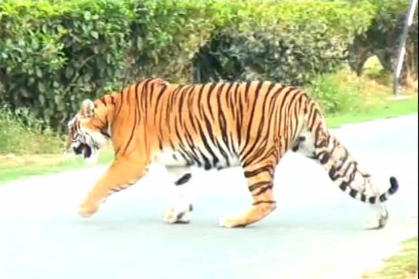 অসমের কালিয়াবরে নীলাচল পাহাড়ের উপর কামাখ্যা মন্দির। এই পাহাড়ের পাদদেশ এখন শের খানের আস্তানা।