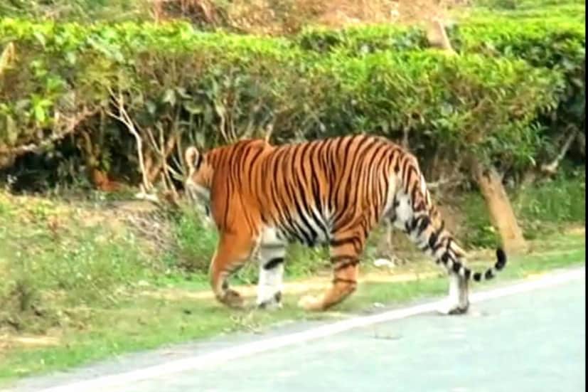 বন দফতরের আধিকারিকদের মতে রয়্যাল বেঙ্গল টাইগার সপরিবারে বেরিয়ে পড়েছে কাজিরাঙা জঙ্গল থেকে। তাদের এখনকার ঠিকানা কালিয়াবর এলাকা। অভয়ারণ্যের বাইরে সেখানেই তারা থাকতে শুরু করেছে।