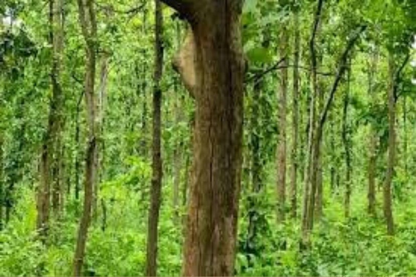 সবুজে ঘেরা জঙ্গলমহল এলাকা পশ্চিম মেদিনীপুর এবং ঝাড়গ্রাম। তবে পশ্চিম মেদিনীপুর এবং ঝাড়গ্রাম জেলাতে তাপপ্রবাহের আশঙ্কা করছেন সকলে। সকাল দশটা পেরোতে না পেরেতেই বাজার, রাস্তাঘাট শুনশান হয়ে যাচ্ছে।