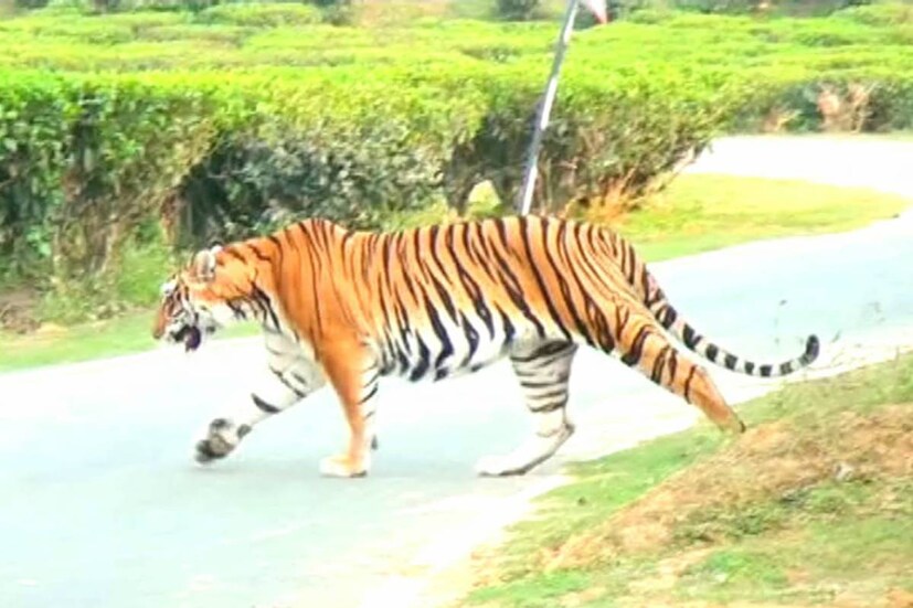 কামাখ্যা মন্দির যাওয়ার যে দু’টি পথে প্রায়ই বাঘ-দর্শন হচ্ছে, সেখানে ১৪৪ ধারা জারি করা হয়েছে প্রশাসনের তরফে।