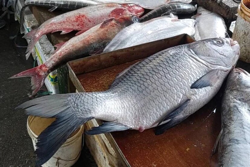 চিতল মাছের মুইঠ্যা সবথেকে বেশি প্রচলিত৷ ভাপা সাধারণত ইলিশ, চিংড়ি, ভেটকি, রুই এবং কাতলা মাছ দিয়ে রাঁধা হয়৷