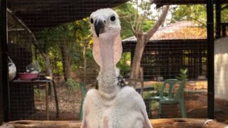 এশিয়ান কিং ভালচার প্রতিপালনে উল্লেখযোগ্য ভূমিকা পালন করছে থাইল্যান্ডের নাখোন রাটচাসিমা চিড়িয়াখানা