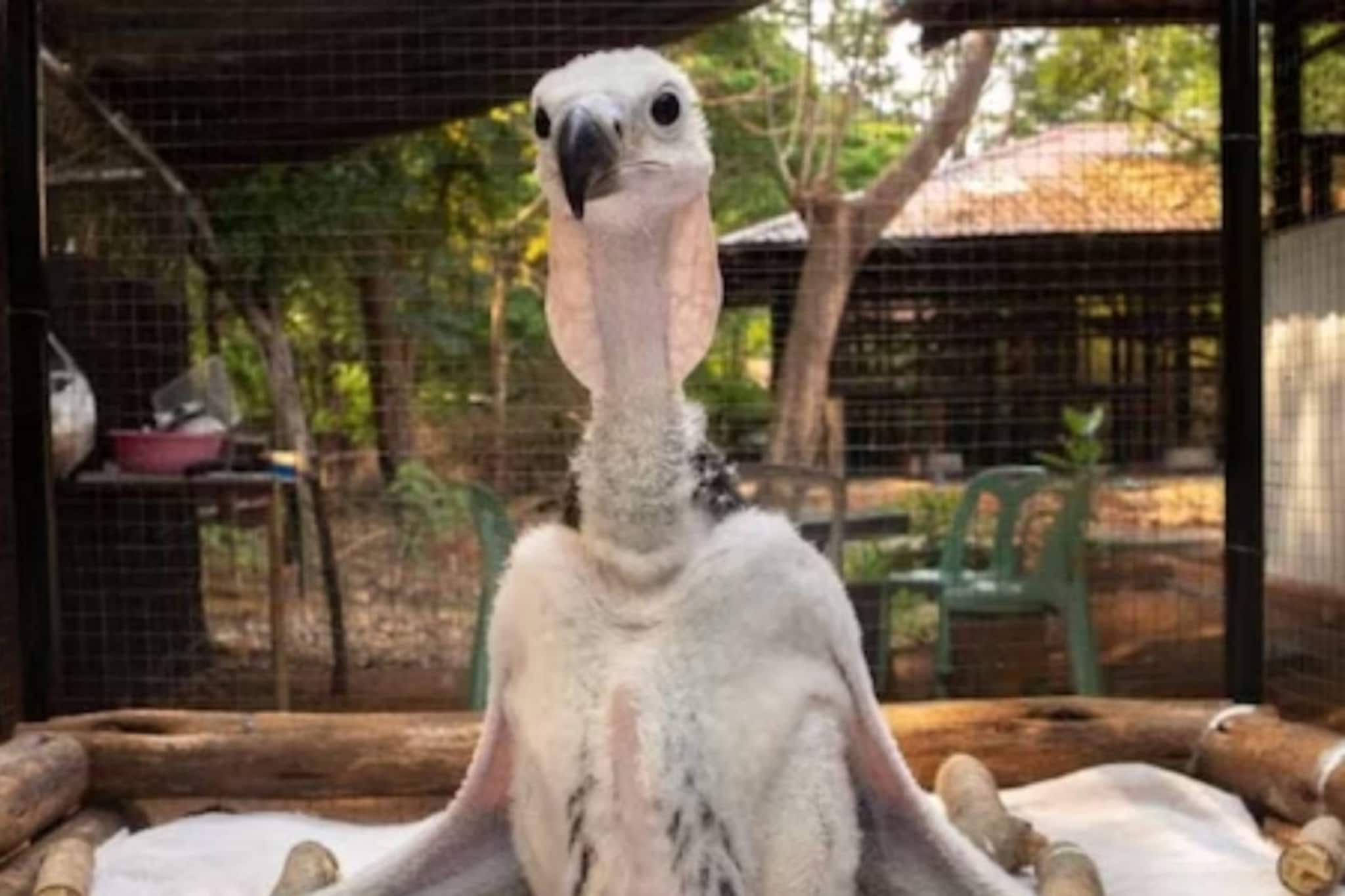 বিলুপ্তপ্রায় এই প্রাণীকে বাঁচাতে নিজেরাই পাখি সাজেন চিড়িয়াখানার কর্মীরা