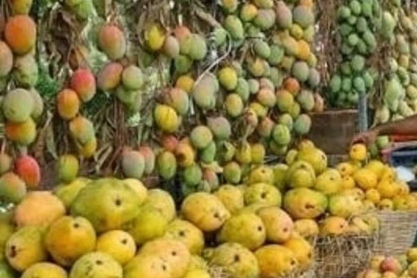 তবে যে সে আম নয়। এই পরিষেবা মিলবে শুধুমাত্র আলফানসো আমের জন্য। প্রসঙ্গত মহারাষ্ট্রের কোঙ্কণ এলাকার দেবগড় এবং রত্নগিরির আলফানসো বা হাপুস আম বিশ্ববিখ্যাত।
