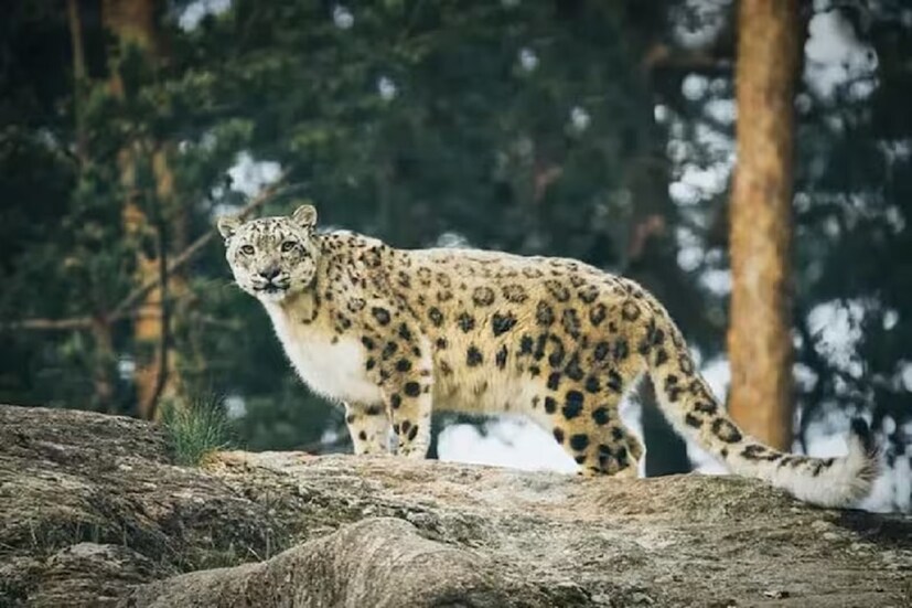 বিলুপ্ত হতে চলেছে লাদাখের হেমিস ন্যাশনাল পার্ক। এই পার্কটি স্নো লেপার্ডের জন্য পরিচিত। তবে স্নো লেপার্ডের সংখ্যা ধীরে ধীরে কমছে এই অঞ্চলে ফলে পার্কটির অস্তিত্বও হুমকির মুখে পড়ছে।