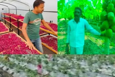 রাজস্থানের যুবকরা কৃষিকাজে ব্যস্ত