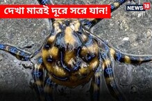 দেখলেই দূরে সরে যান! ১ মিনিটে মেরে ফেলতে পারে ২৬ জনকে, এই প্রাণীর থেকে সাবধান