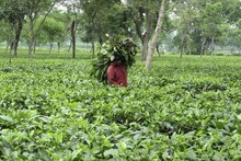 মর্মান্তিক! চা বাগানে ছাগল চড়াতে গিয়ে প্রাণ হারালেন অবসরপ্রাপ্ত চা শ্রমিক