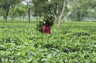জলপাইগুড়ি চা বাগান