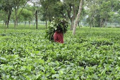 জলপাইগুড়ি চা বাগান