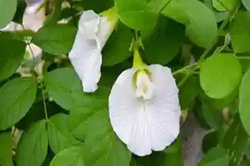 শনিদেবের অতি পছন্দের ফুল হল অপরাজিতা ৷ এই ফুল নেতিবাচক বা অশুভ সমস্ত শক্তি থেকে মুক্তি দেয় ৷ প্রতীকী ছবি ৷