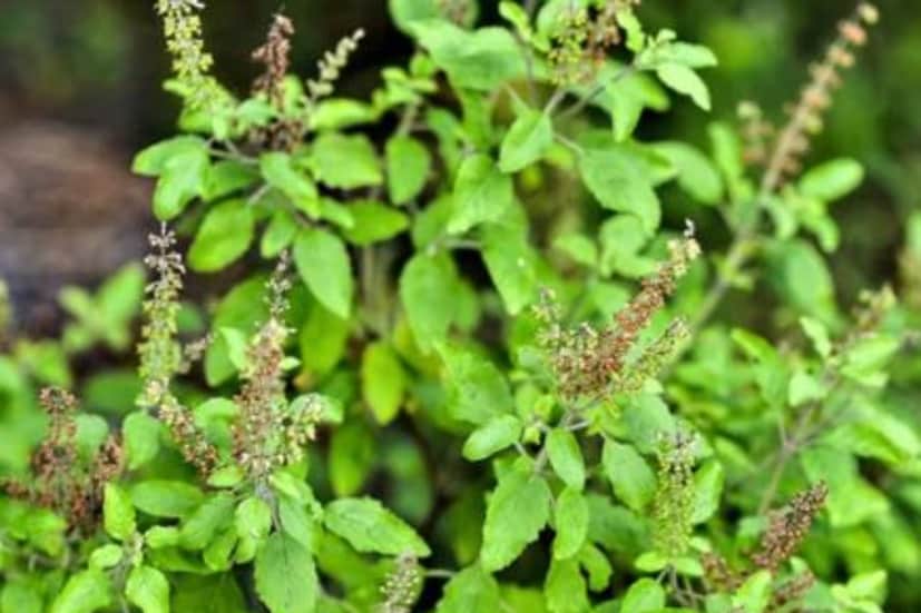 তুলসি গাছের কাছে কোনও ঘন-কাণ্ডের ছায়াযুক্ত গাছ লাগানো উচিত নয়। ছায়াযুক্ত গাছ লাগানোর ফলে তুলসীর বৃদ্ধি থেমে যায়। তাই ভুল করেও তুলসী গাছের কাছে ঘন ডালপালাযুক্ত ছায়াময় গাছ লাগাবেন না।(প্রতীকী ছবি)